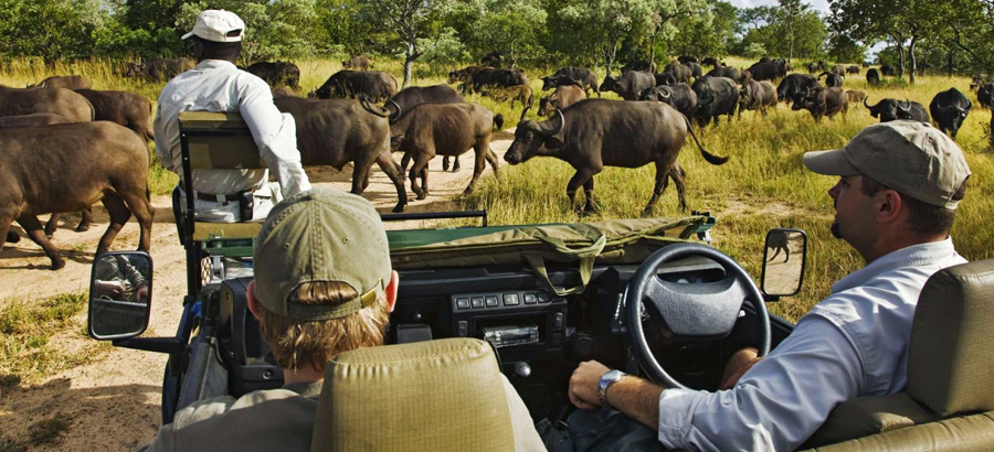 Kenyan Safari